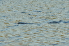 Hydrictis maculicollis