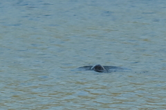 Hydrictis maculicollis