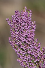 Erica chamissonis