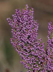Erica chamissonis