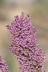 Erica chamissonis