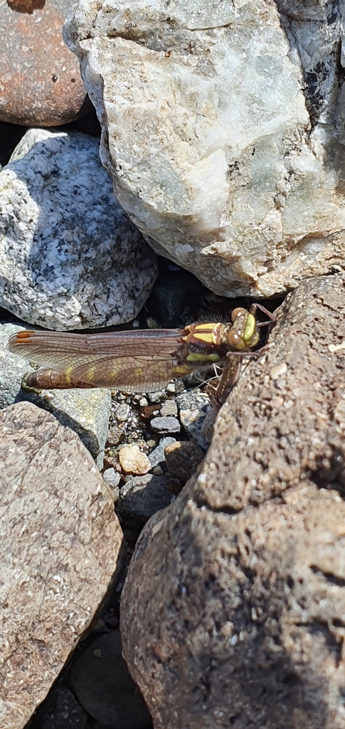 Neogomphus edenticulatus