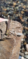 Neogomphus edenticulatus