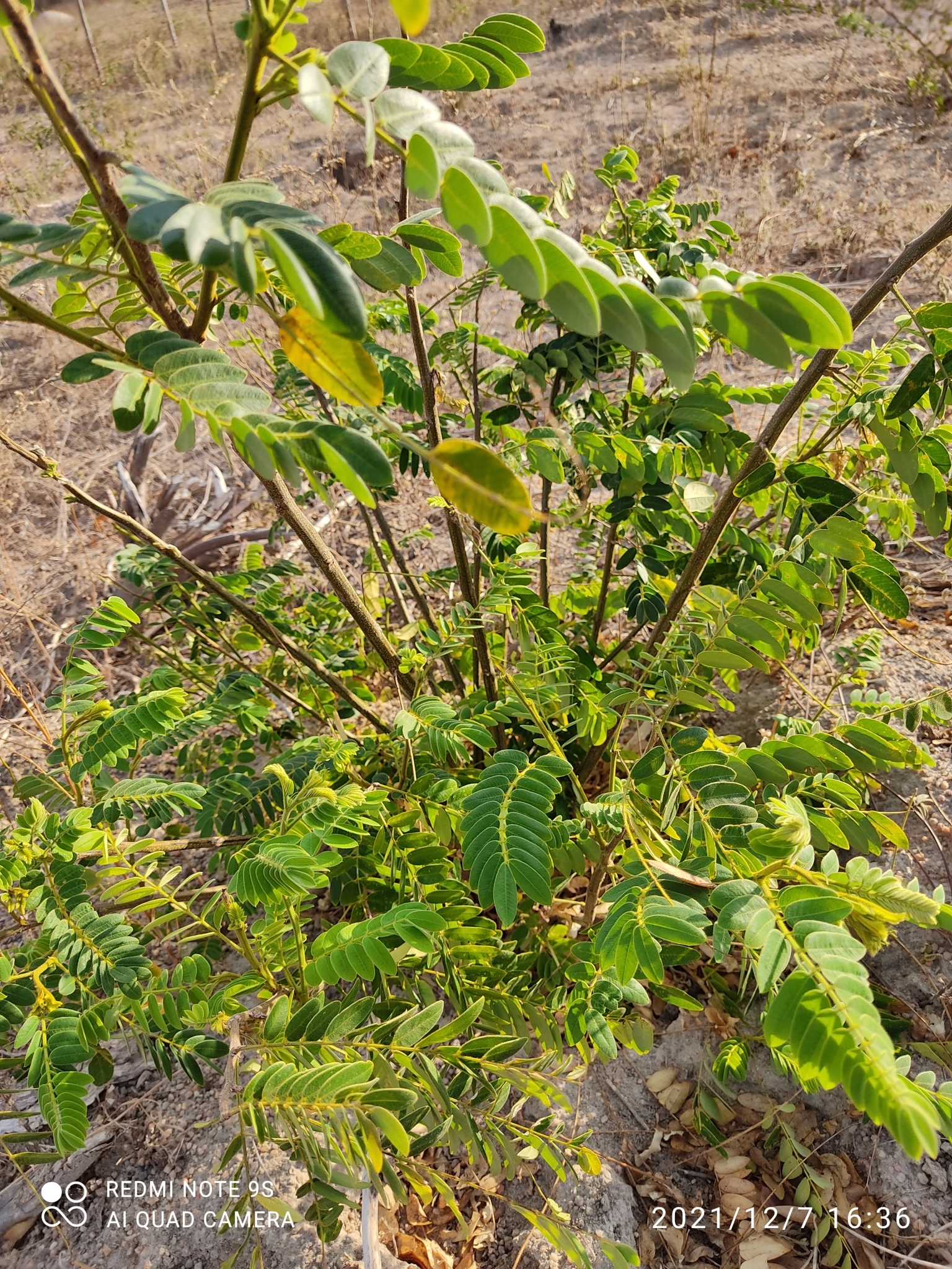 Senna spectabilis