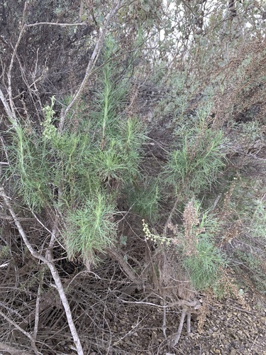 iNaturalist observation photo of California sagebrush