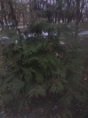 Cupressoideae