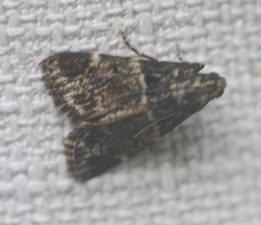 Orthaga atribasalis