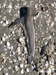 Carcharhinus limbatus