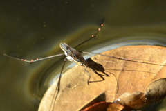 Limnogonus