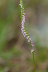 Spiranthes sinensis