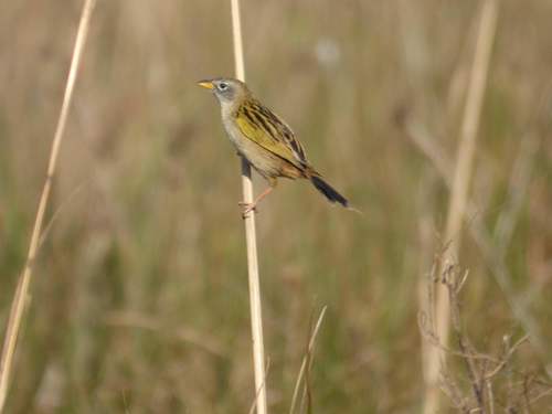 Lesser Grass Finch (Emberizoides ypiranganus), photo 9