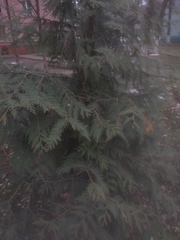 Cupressoideae