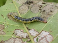 Eulepte gastralis