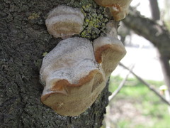 Phellinus pomaceus