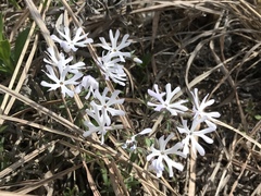 Phlox bifida