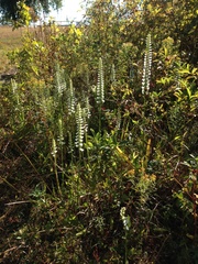 Spiranthes bightensis