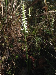 Spiranthes bightensis