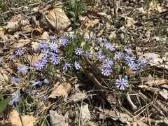 Phlox bifida