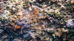 Pennaria disticha
