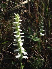 Spiranthes bightensis