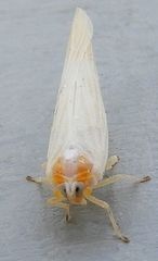 Neocenchrea heidemanni