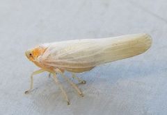 Neocenchrea heidemanni