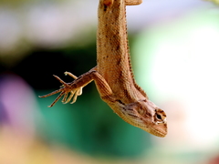 Calotes versicolor