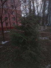 Cupressoideae