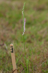 Spiranthes sinensis