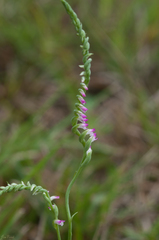 Spiranthes sinensis