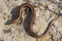 Plestiodon skiltonianus interparietalis