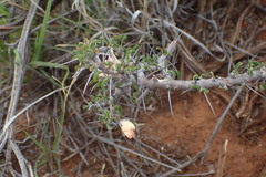 Monsonia salmoniflora