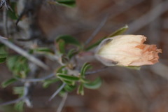 Monsonia salmoniflora