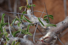 Monsonia salmoniflora