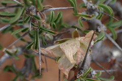 Monsonia salmoniflora