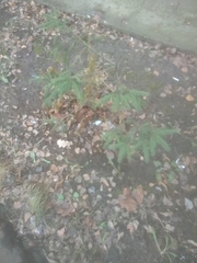 Picea abies