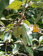 Croton pseudopulchellus