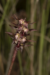 Genoplesium cuspidatum