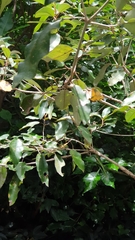 Croton pseudopulchellus