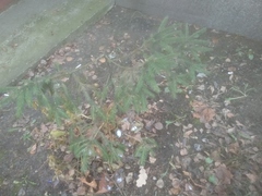 Picea abies