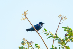 Lamprotornis chloropterus