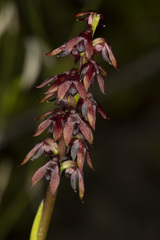 Genoplesium bishopii