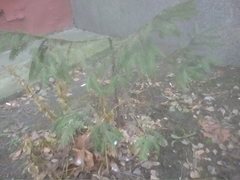 Picea abies