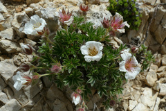 Potentilla clusiana