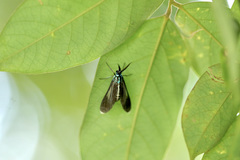 Uranophora terminalis