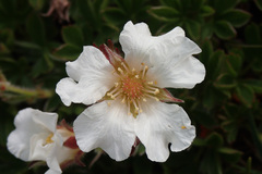 Potentilla clusiana