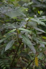 Ficus fistulosa