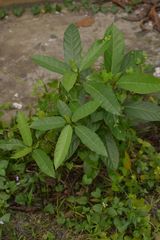 Ficus fistulosa