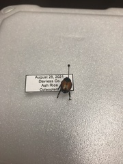 Popillia japonica