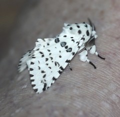 Kamalia australis